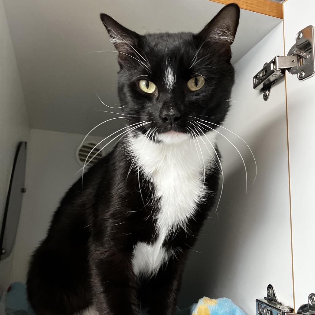 Enlarge Aladdin, a Adoptable Domestic Short Hair in Uniontown, PA image 1/2