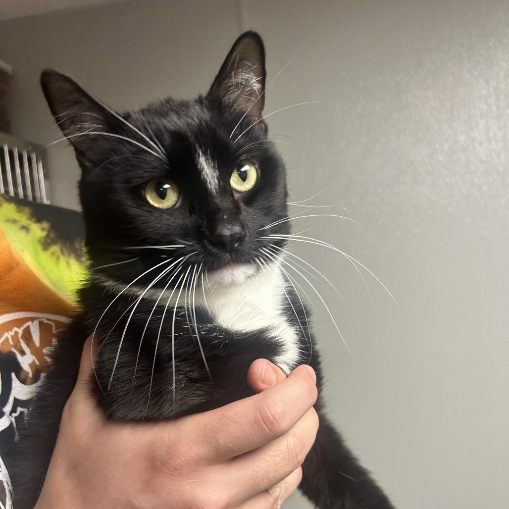 Aladdin, a Adoptable Domestic Short Hair in Uniontown, PA image 3/3