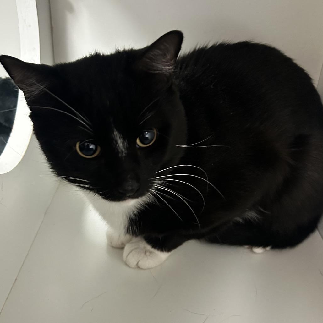 Enlarge Aladdin, a Adoptable Domestic Short Hair in Uniontown, PA image 2/2