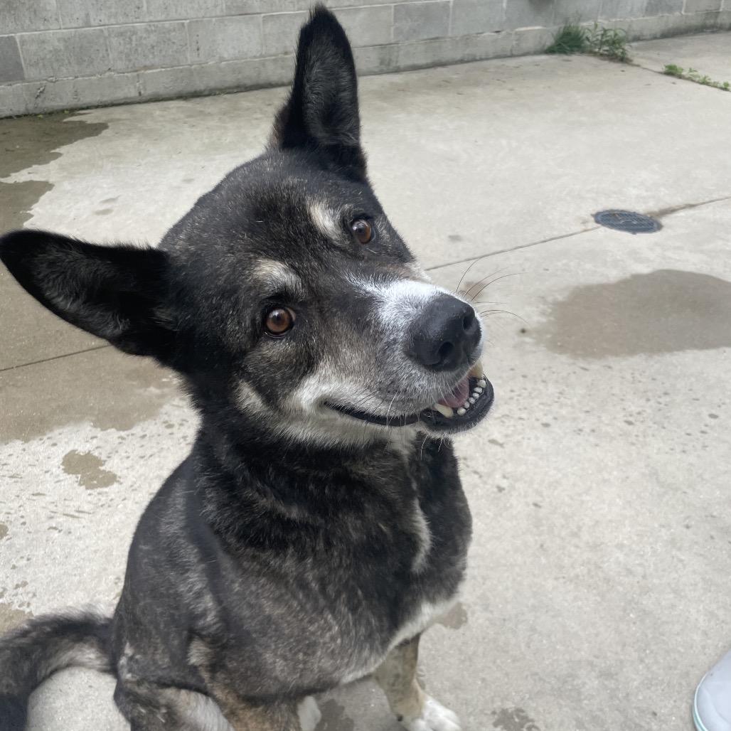 Benjamin, a Adoptable mixed breed in South Haven, MI image 1/6