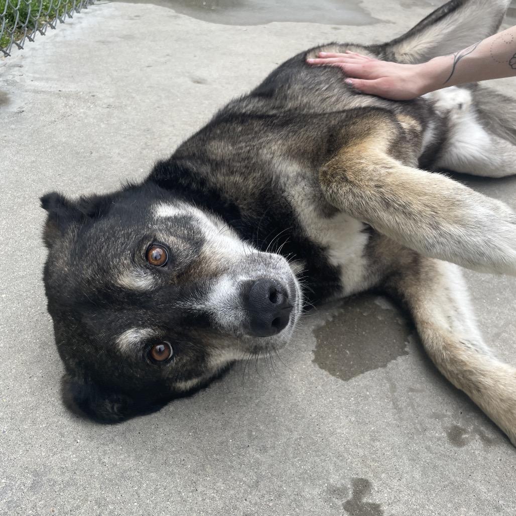 Benjamin, a Adoptable mixed breed in South Haven, MI image 2/6