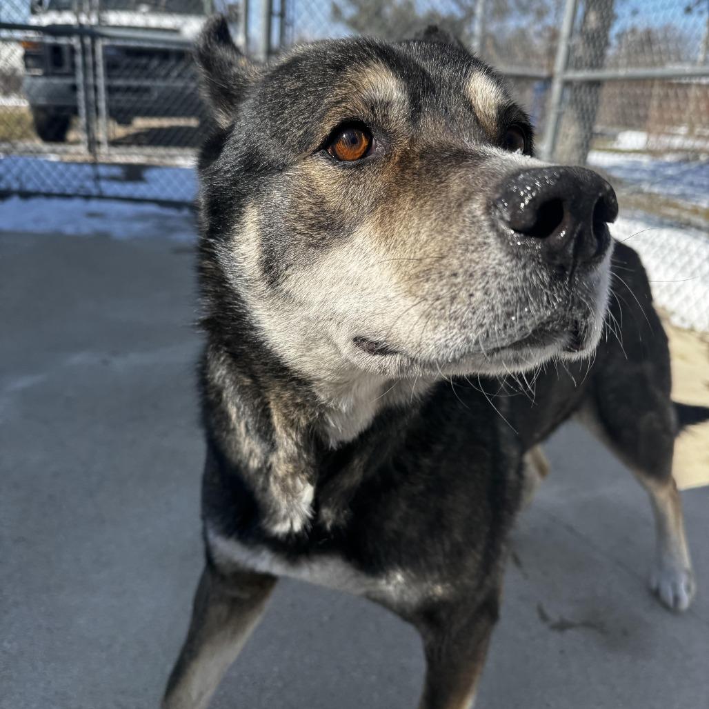 Benjamin, a Adoptable mixed breed in South Haven, MI image 3/6