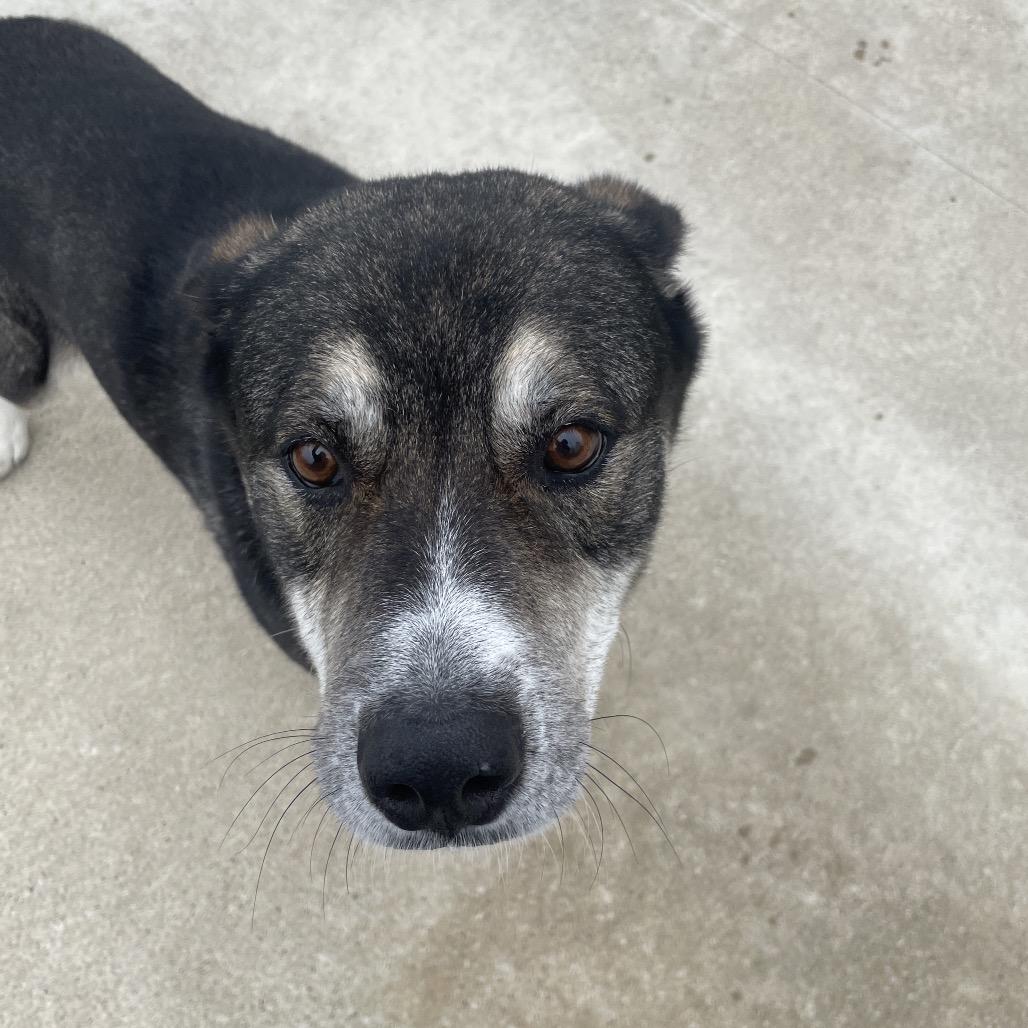 Benjamin, a Adoptable mixed breed in South Haven, MI image 4/6