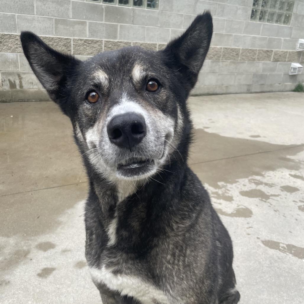 Benjamin, a Adoptable mixed breed in South Haven, MI image 5/6