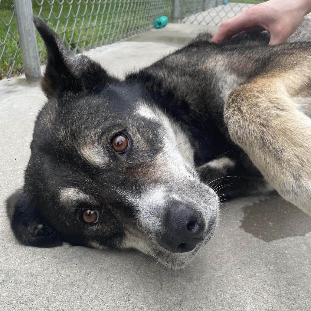 Benjamin, a Adoptable mixed breed in South Haven, MI image 6/6