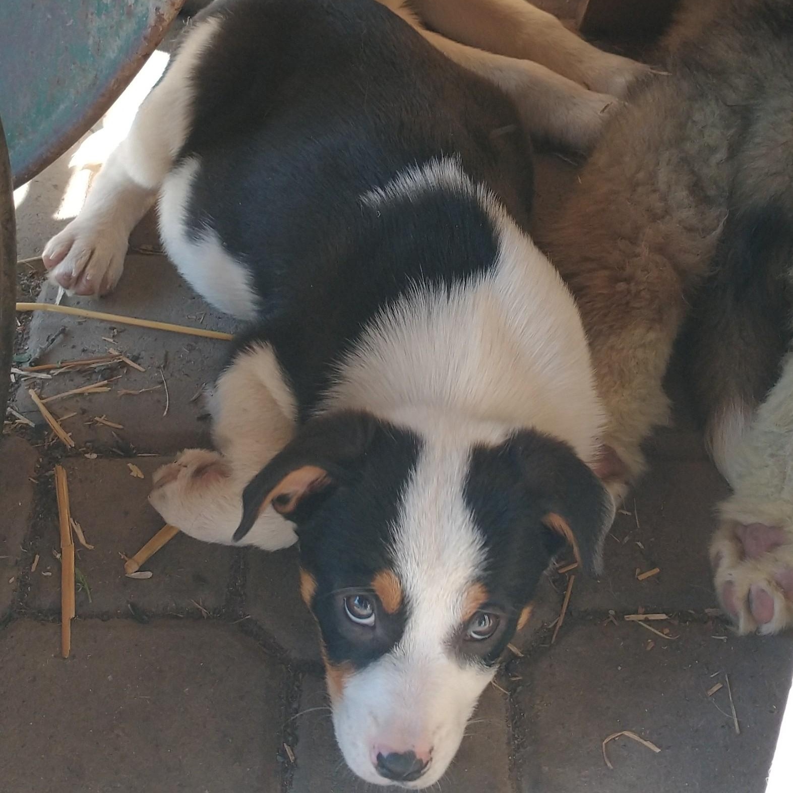 Tiny Dancer , ADOPTABLE, Puppy Female Australian Shepherd.