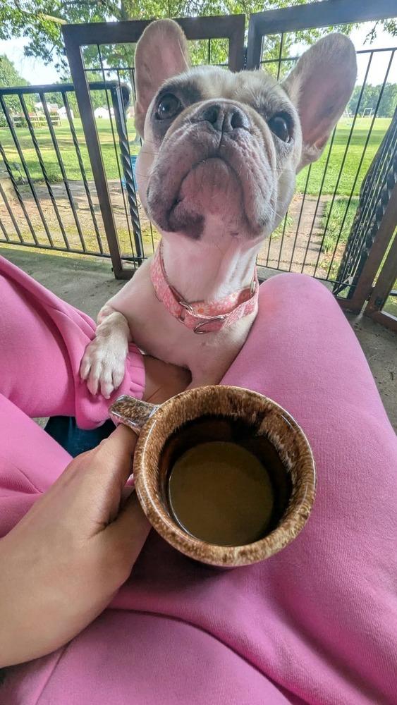 Enlarge Balenci, a Adoptable French Bulldog in Franklinville, NJ image 2/6