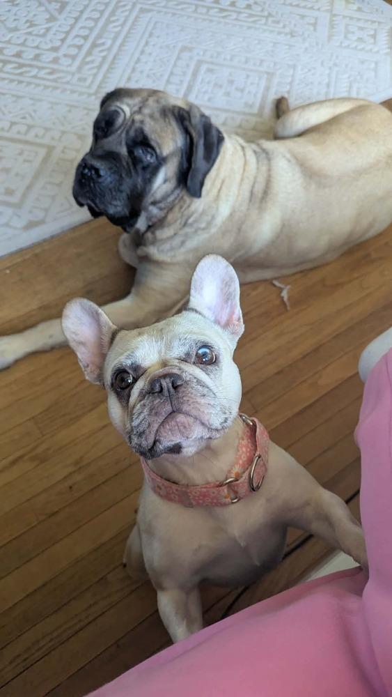 Enlarge Balenci, a Adoptable French Bulldog in Franklinville, NJ image 3/6