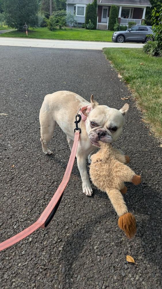 Enlarge Balenci, a Adoptable French Bulldog in Franklinville, NJ image 4/6