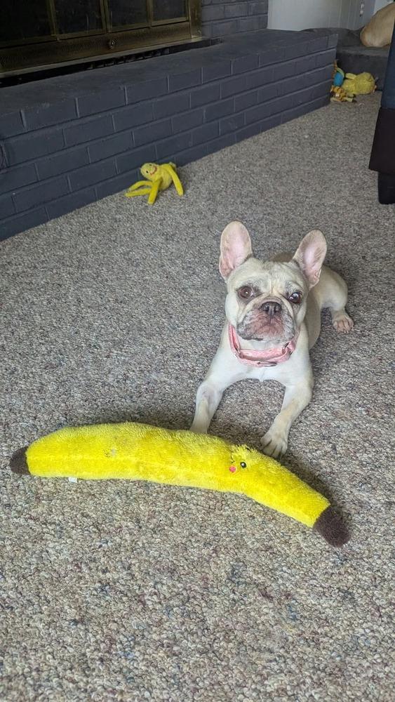 Enlarge Balenci, a Adoptable French Bulldog in Franklinville, NJ image 5/6