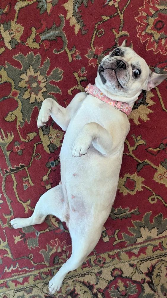 Enlarge Balenci, a Adoptable French Bulldog in Franklinville, NJ image 6/6