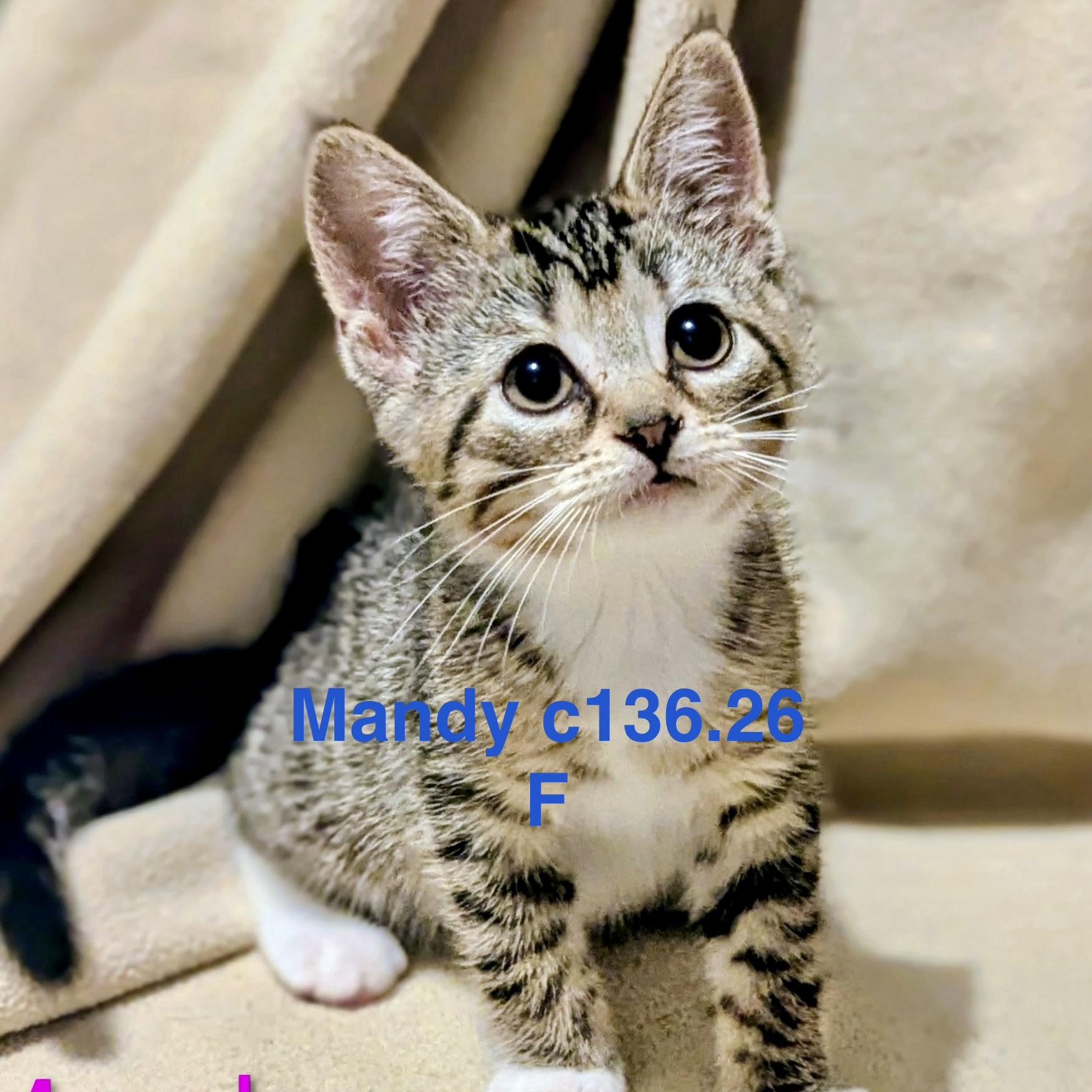 Foster Mandy, Adoptable, Kitten Female Domestic Short Hair & Tiger.