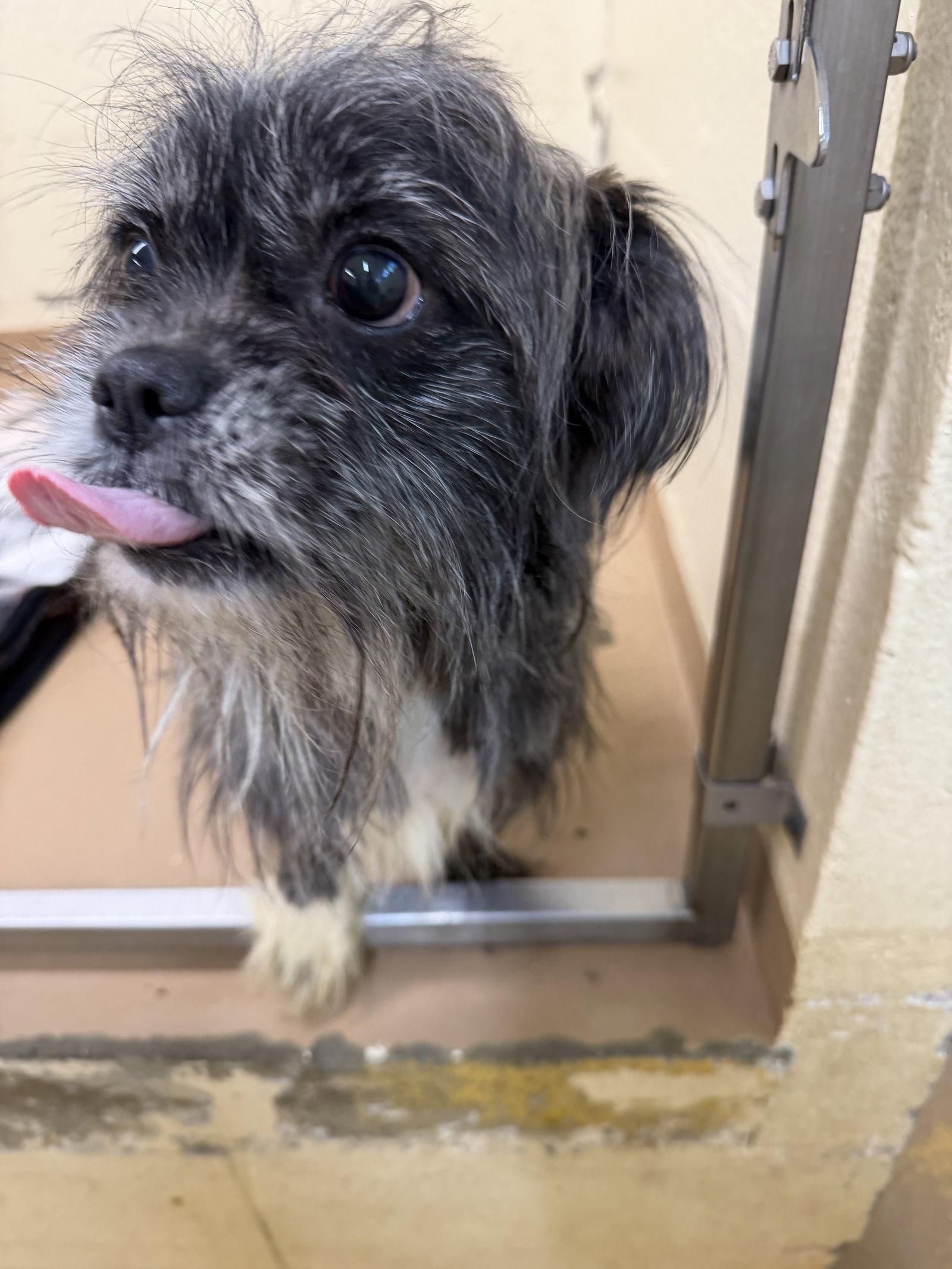 Archie, a Adopted Terrier in Elkins, WV image 1/2