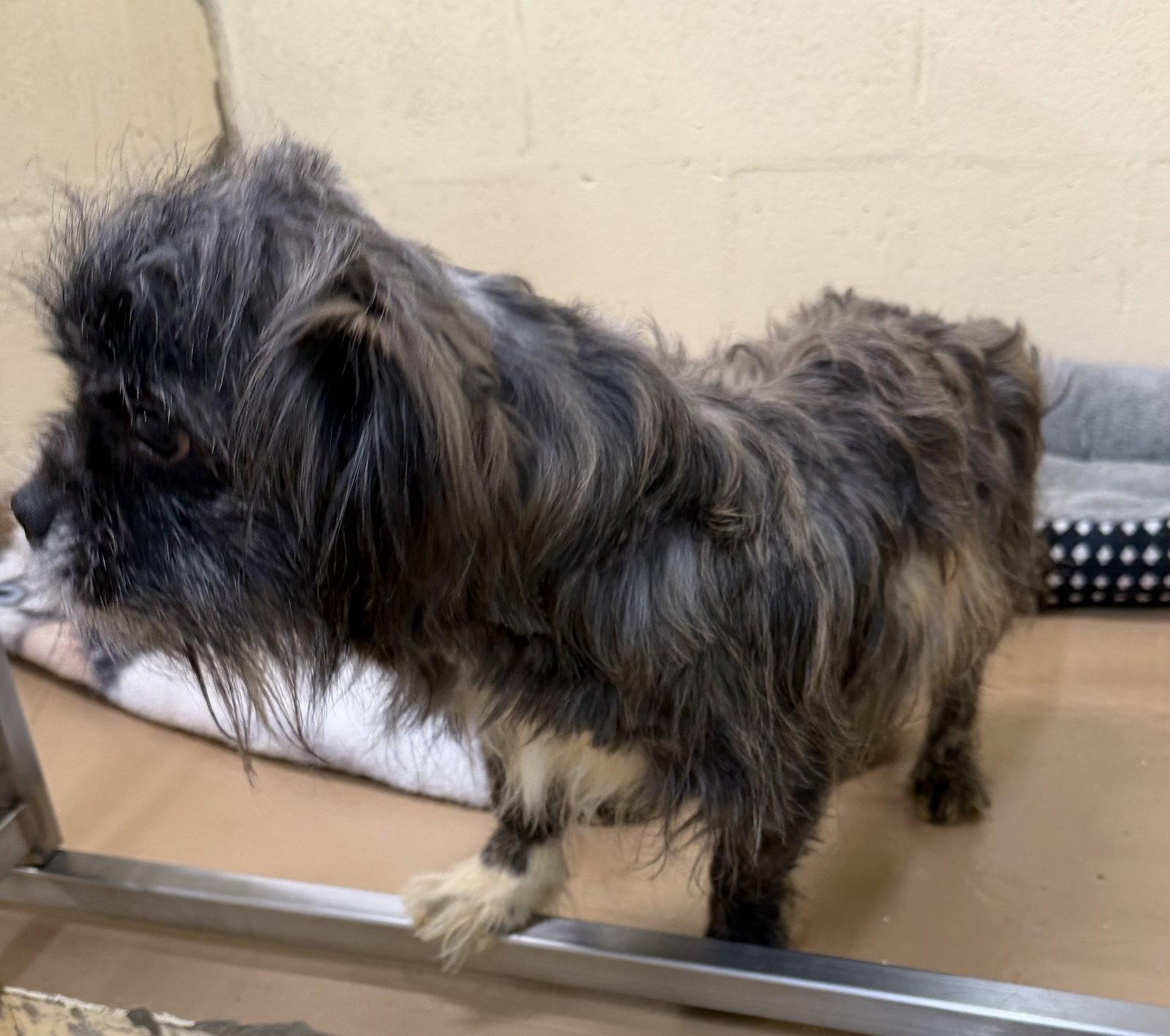 Archie, a Adopted Terrier in Elkins, WV image 2/2