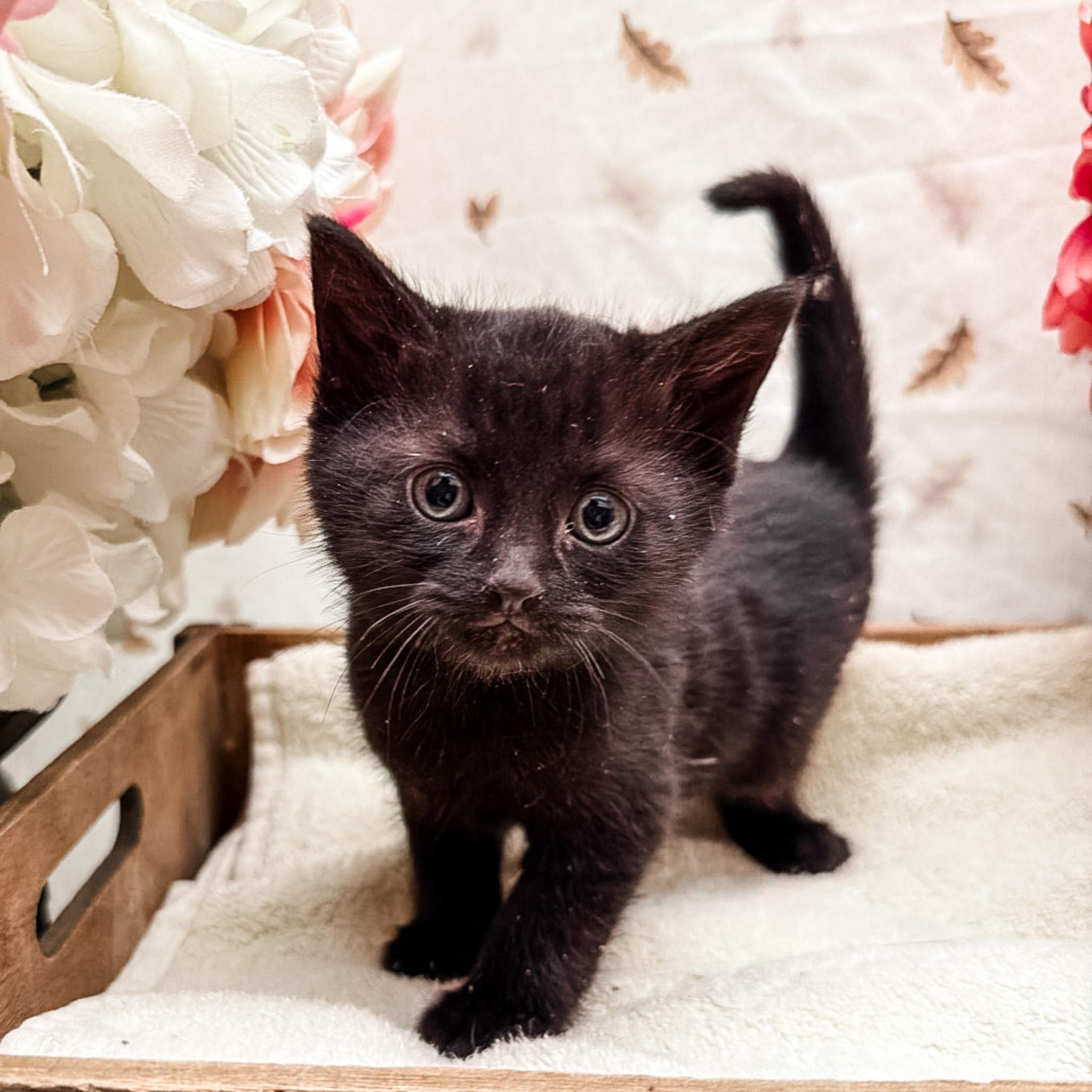 Edgar, Adoptable, Kitten Male Domestic Short Hair.