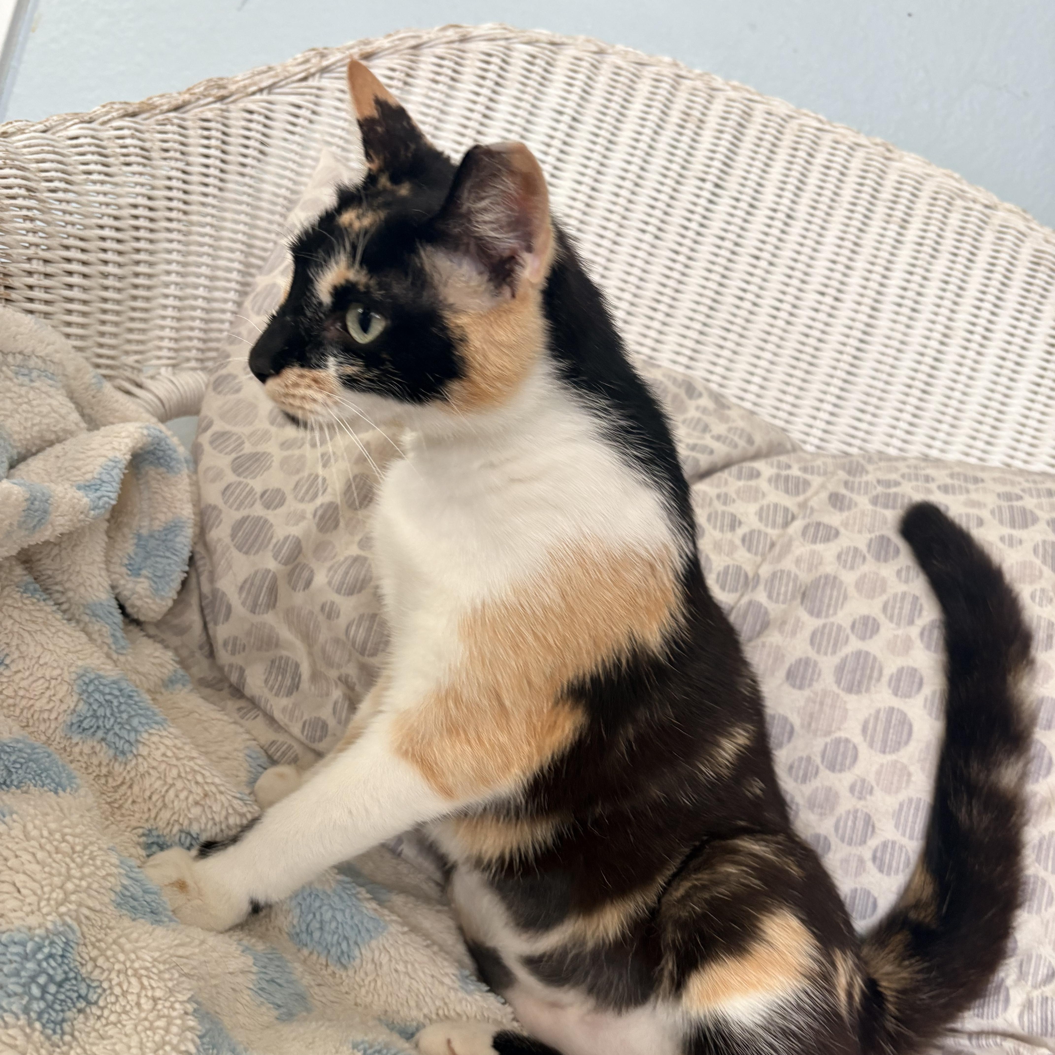 Dulce, a ADOPTABLE Calico in Hayward, CA image 6/6
