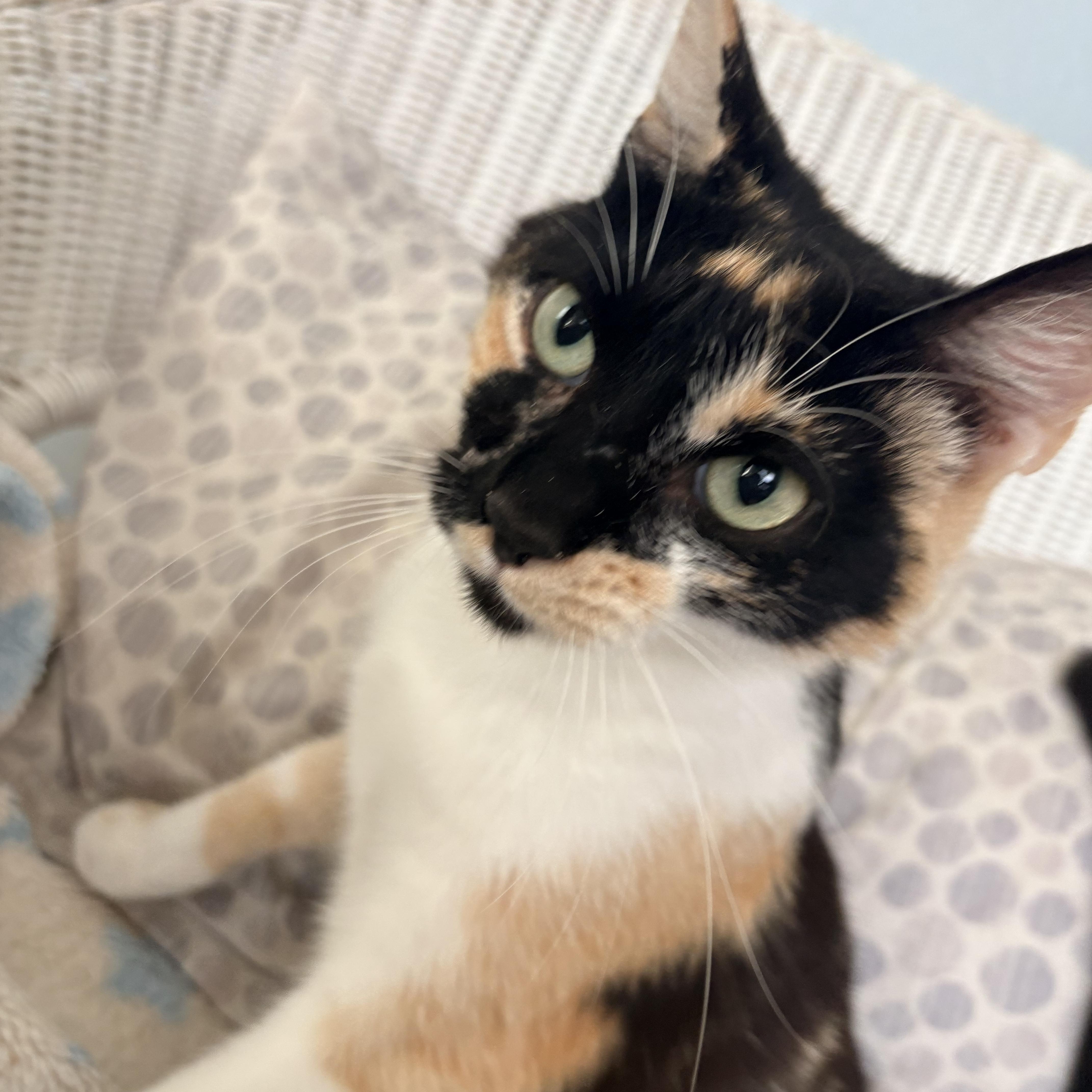Dulce, a ADOPTABLE Calico in Hayward, CA image 1/6