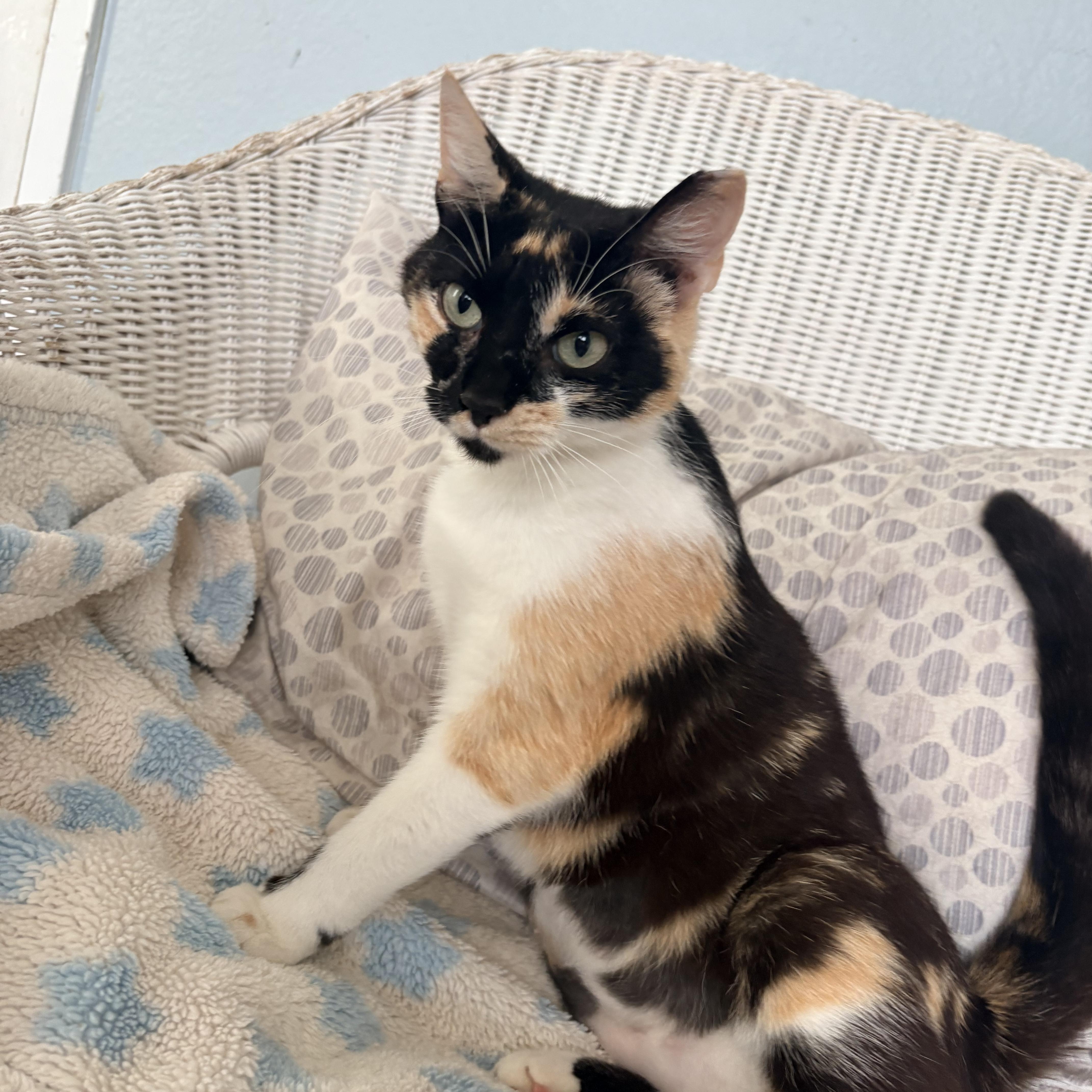 Dulce, a ADOPTABLE Calico in Hayward, CA image 5/6