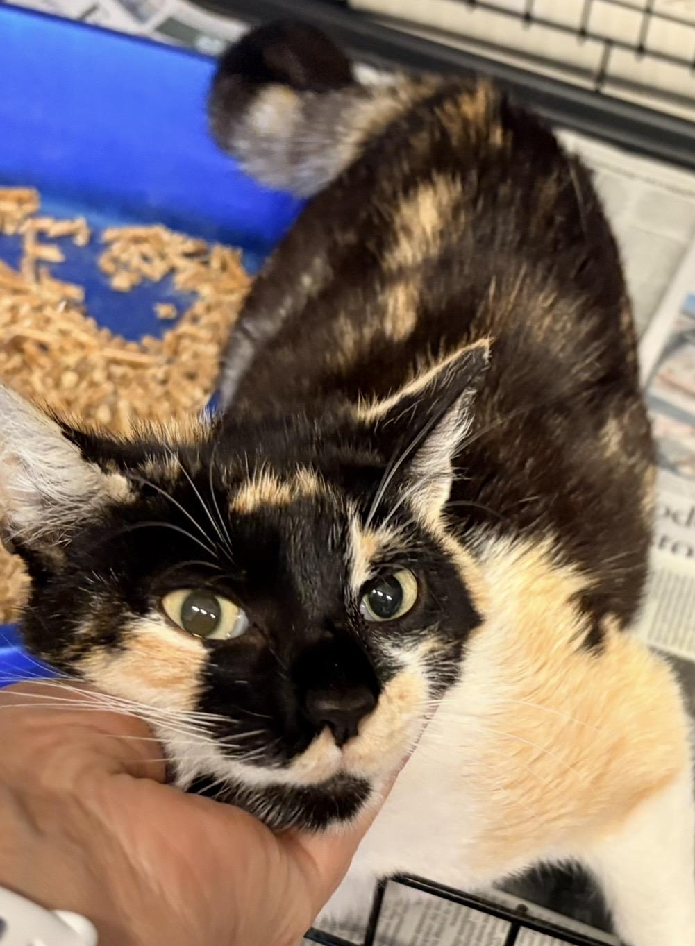 Dulce, a ADOPTABLE Calico in Hayward, CA image 4/6