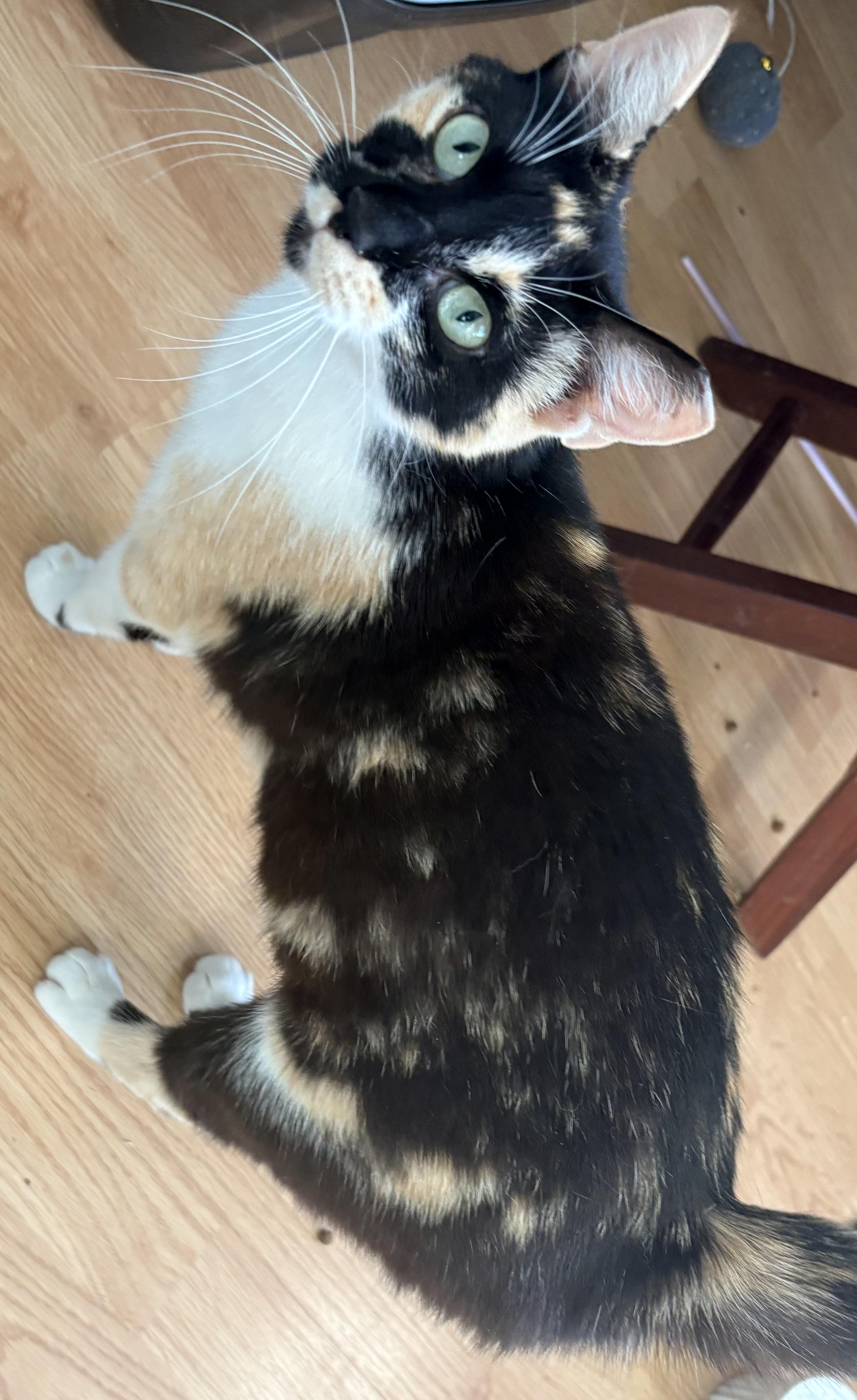 Dulce, a ADOPTABLE Calico in Hayward, CA image 2/6