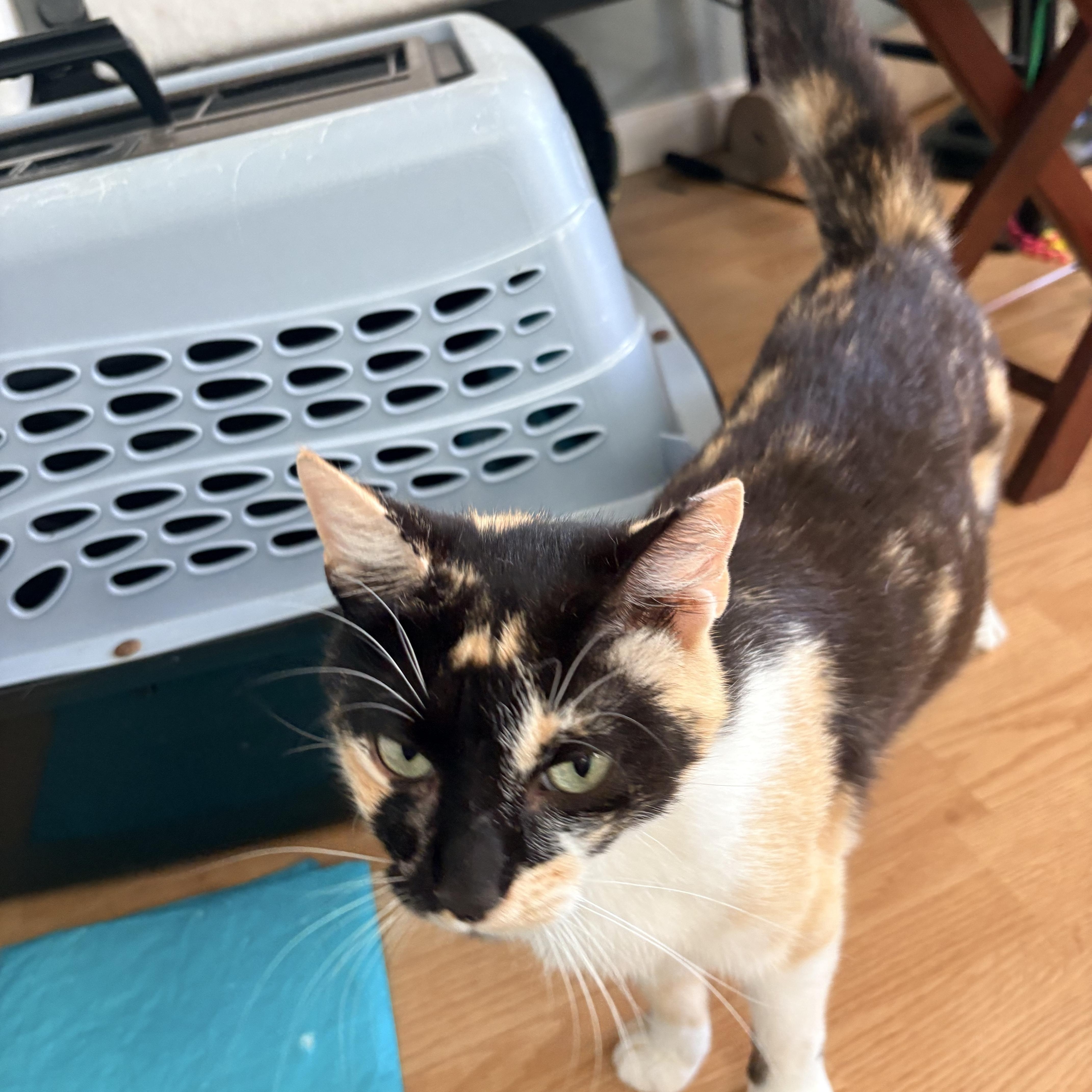 Dulce, a ADOPTABLE Calico in Hayward, CA image 3/6