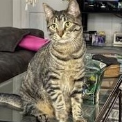 Bristol, Adoptable, Kitten Female Domestic Short Hair.