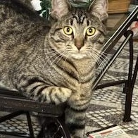 Bristol, Adoptable, Kitten Female Domestic Short Hair.