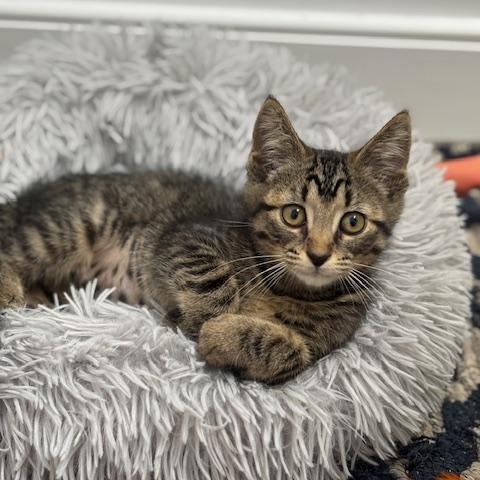 Bristol, a Adoptable mixed breed in Richmond, VA image 2/5