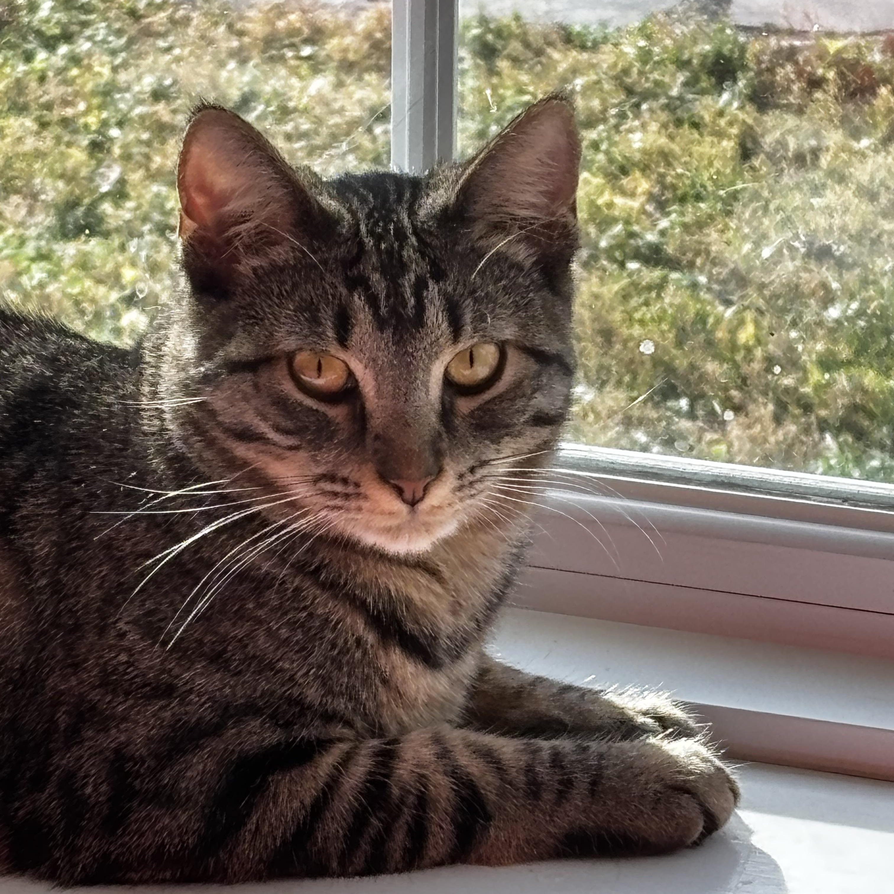 Enlarge Bristol, a Adoptable mixed breed in Richmond, VA image 1/6