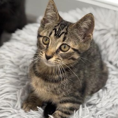 Bristol, a Adoptable mixed breed in Richmond, VA image 3/5