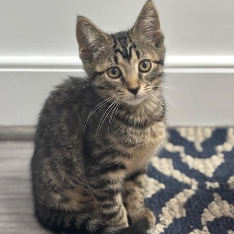 Bristol, a Adoptable mixed breed in Richmond, VA image 4/5