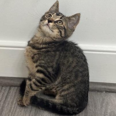 Bristol, a Adoptable mixed breed in Richmond, VA image 5/5