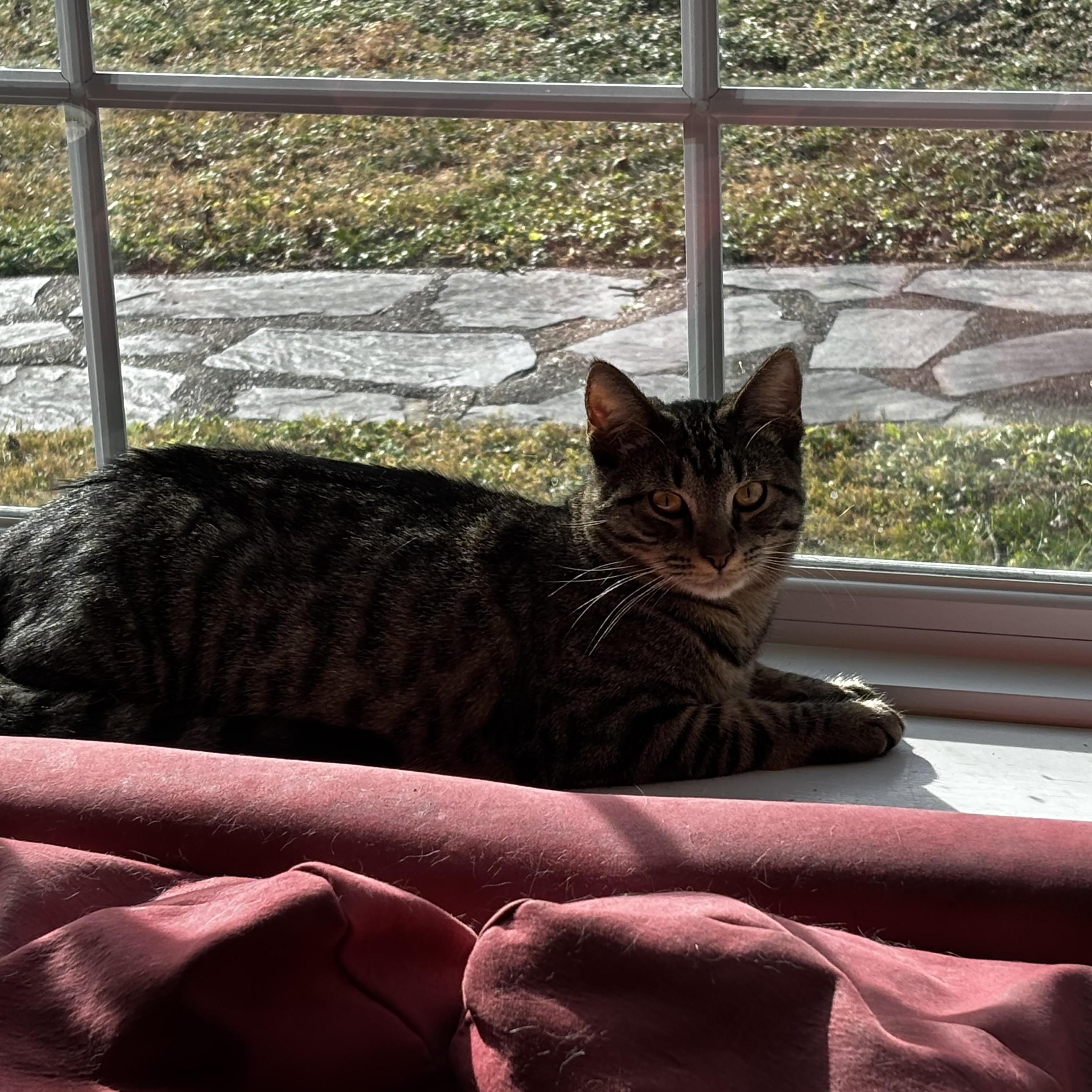 Enlarge Bristol, a Adoptable mixed breed in Richmond, VA image 6/6