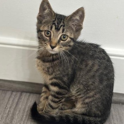 Bristol, a Adoptable mixed breed in Richmond, VA image 1/5