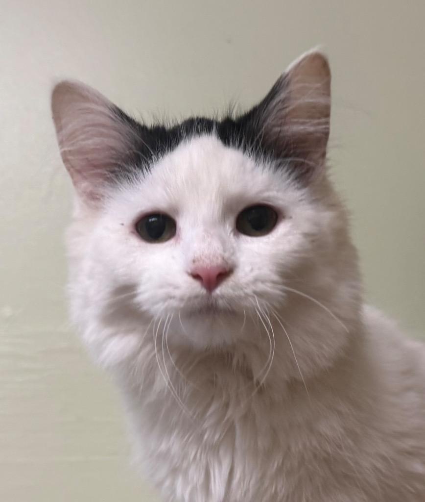 Jazzie, an adoptable Domestic Long Hair in Amery, WI image 1/3