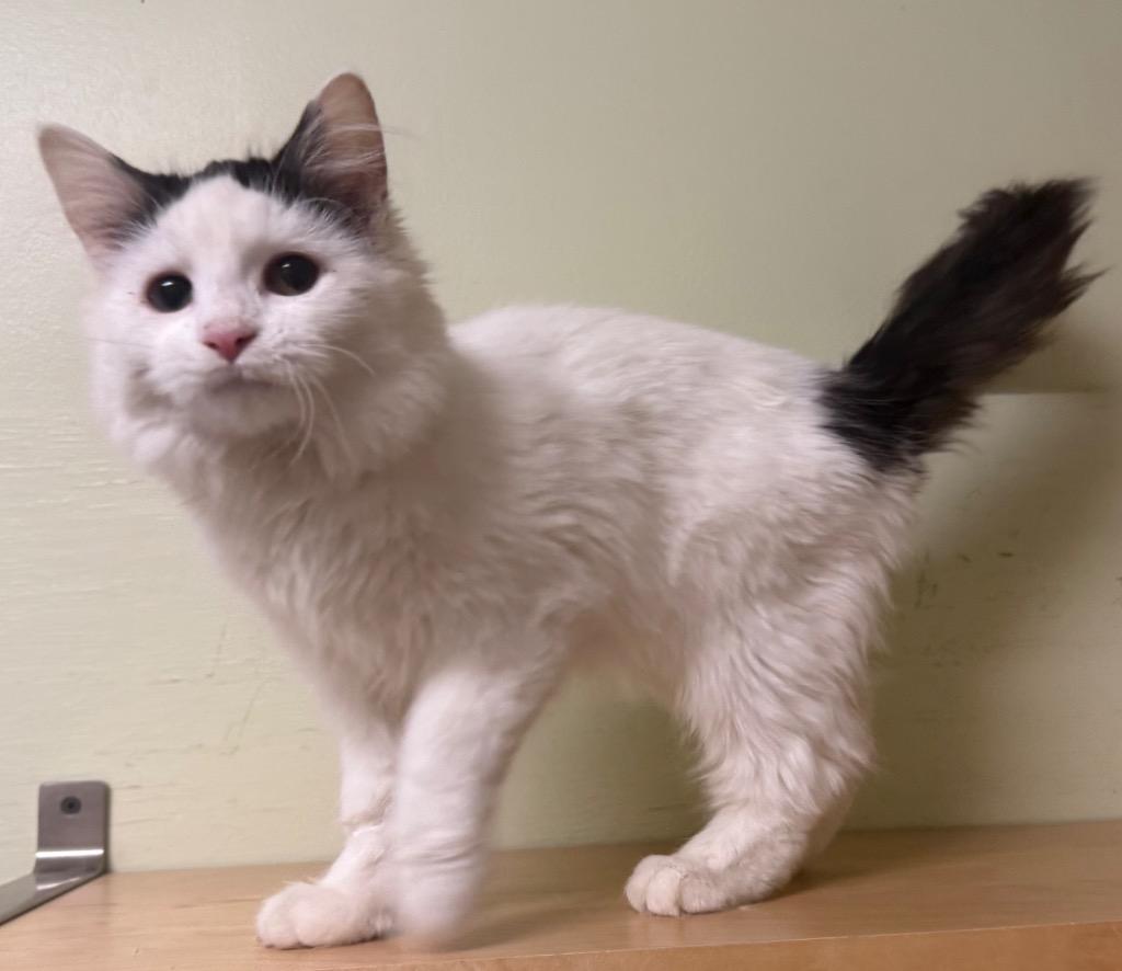 Jazzie, an adoptable Domestic Long Hair in Amery, WI image 2/3