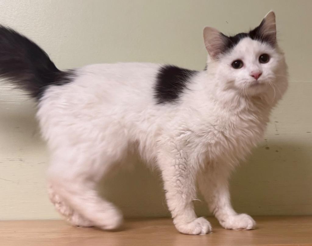 Jazzie, an adoptable Domestic Long Hair in Amery, WI image 3/3