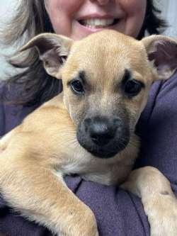 Enlarge Lindy, Luna, and Leslee, a ADOPTABLE mixed breed in Sudbury, MA image 1/3