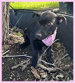Enlarge Lindy, Luna, and Leslee, a ADOPTABLE mixed breed in Sudbury, MA image 3/3