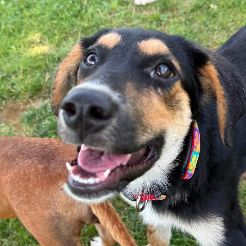 Enlarge Riley, a Adoptable mixed breed in Chillicothe, IL image 2/6