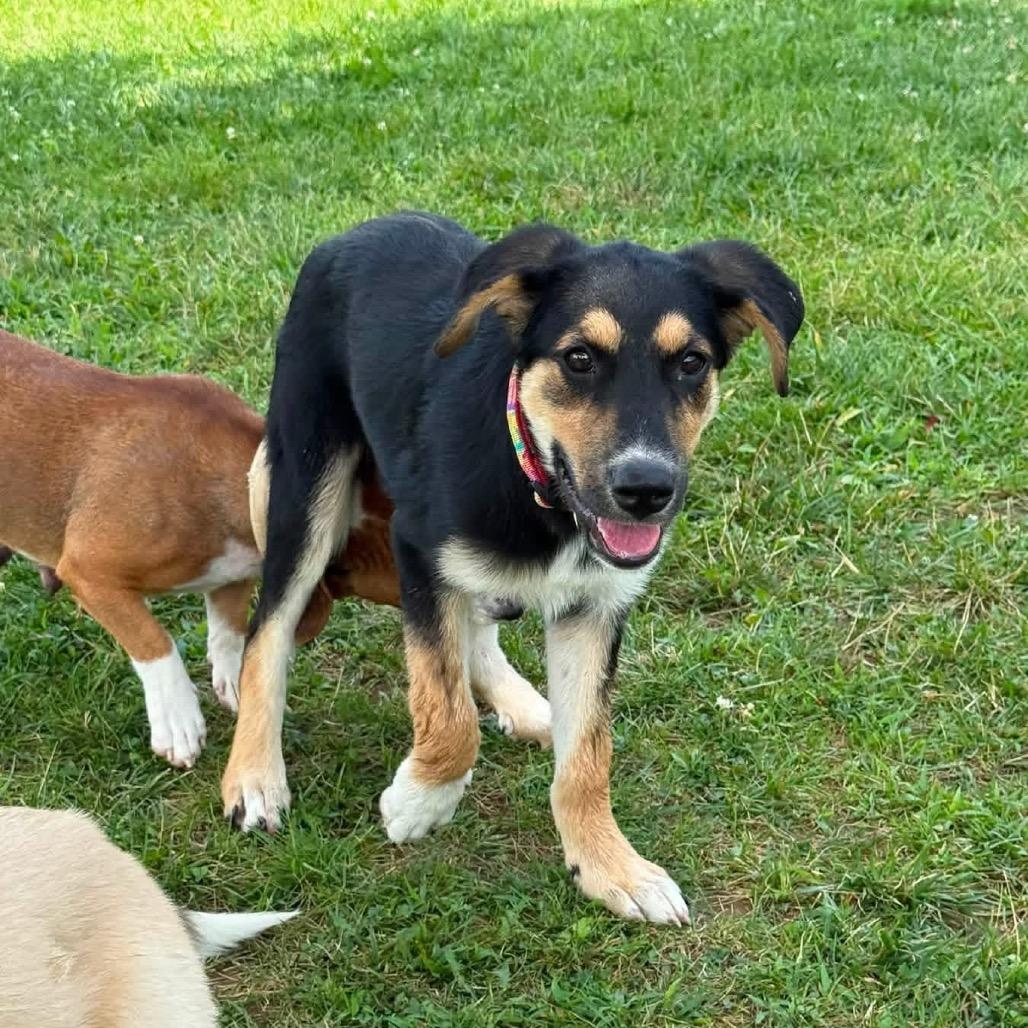 Enlarge Riley, a Adoptable mixed breed in Chillicothe, IL image 3/6