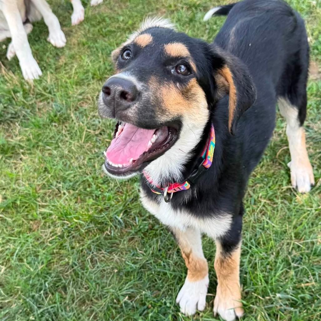 Enlarge Riley, a Adoptable mixed breed in Chillicothe, IL image 4/6