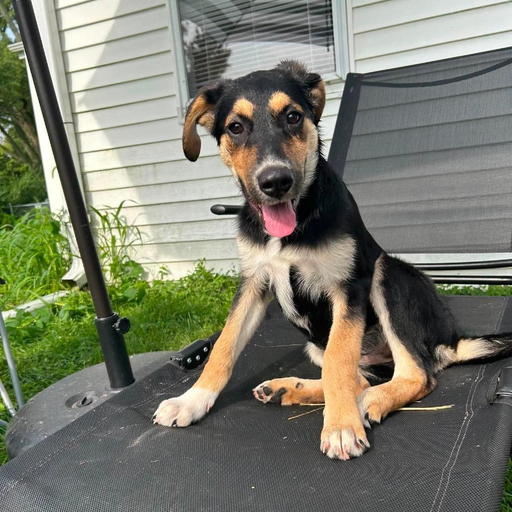 Enlarge Riley, a Adoptable mixed breed in Chillicothe, IL image 5/6