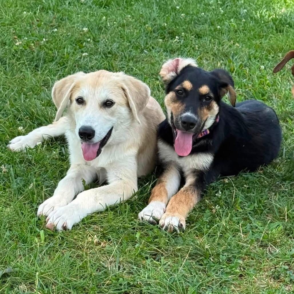 Enlarge Riley, a Adoptable mixed breed in Chillicothe, IL image 6/6