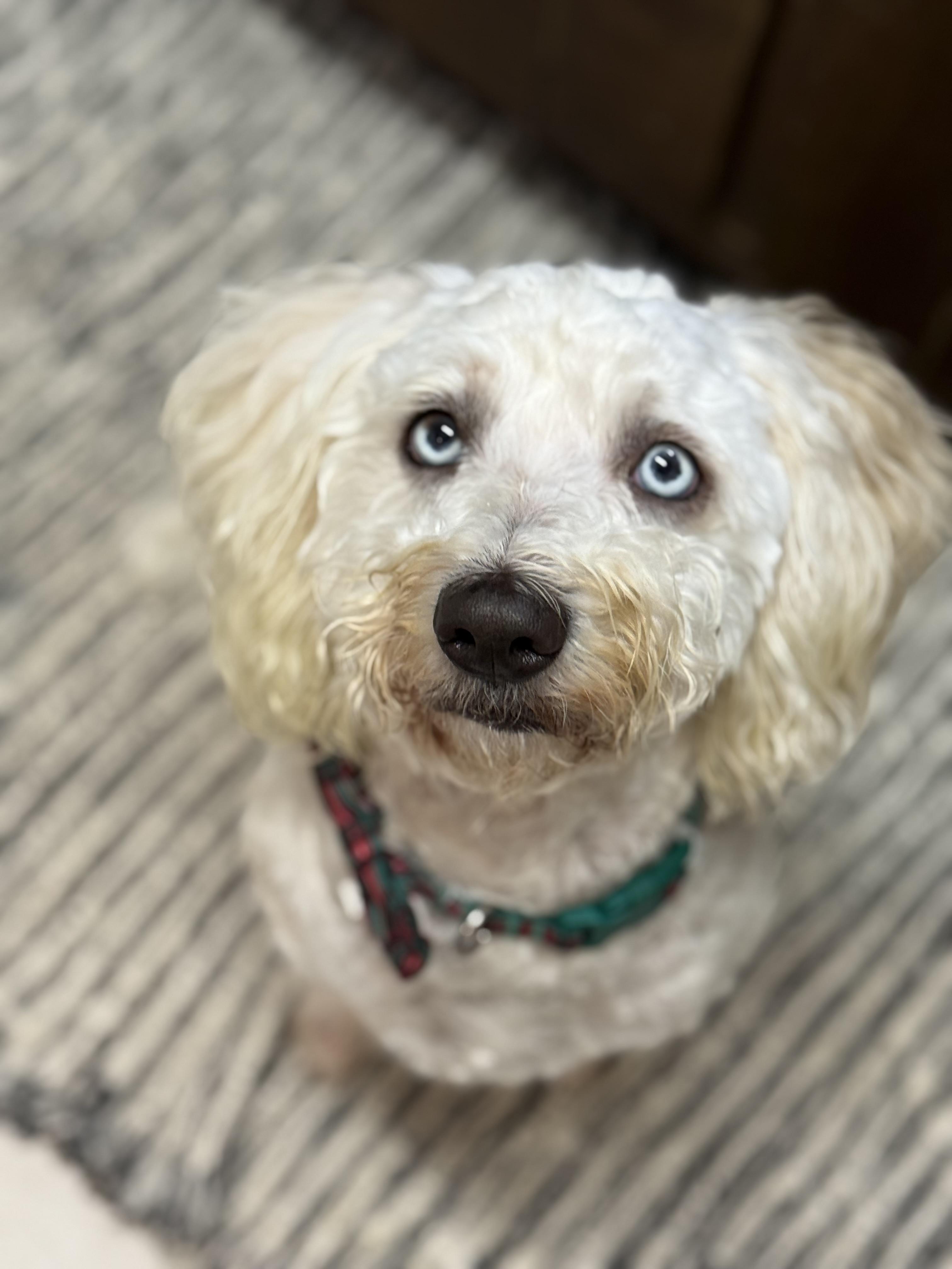 Marshmallow, an adoptable Cockapoo, Miniature Poodle in Phoenix, AZ, 85021 | Photo Image 2