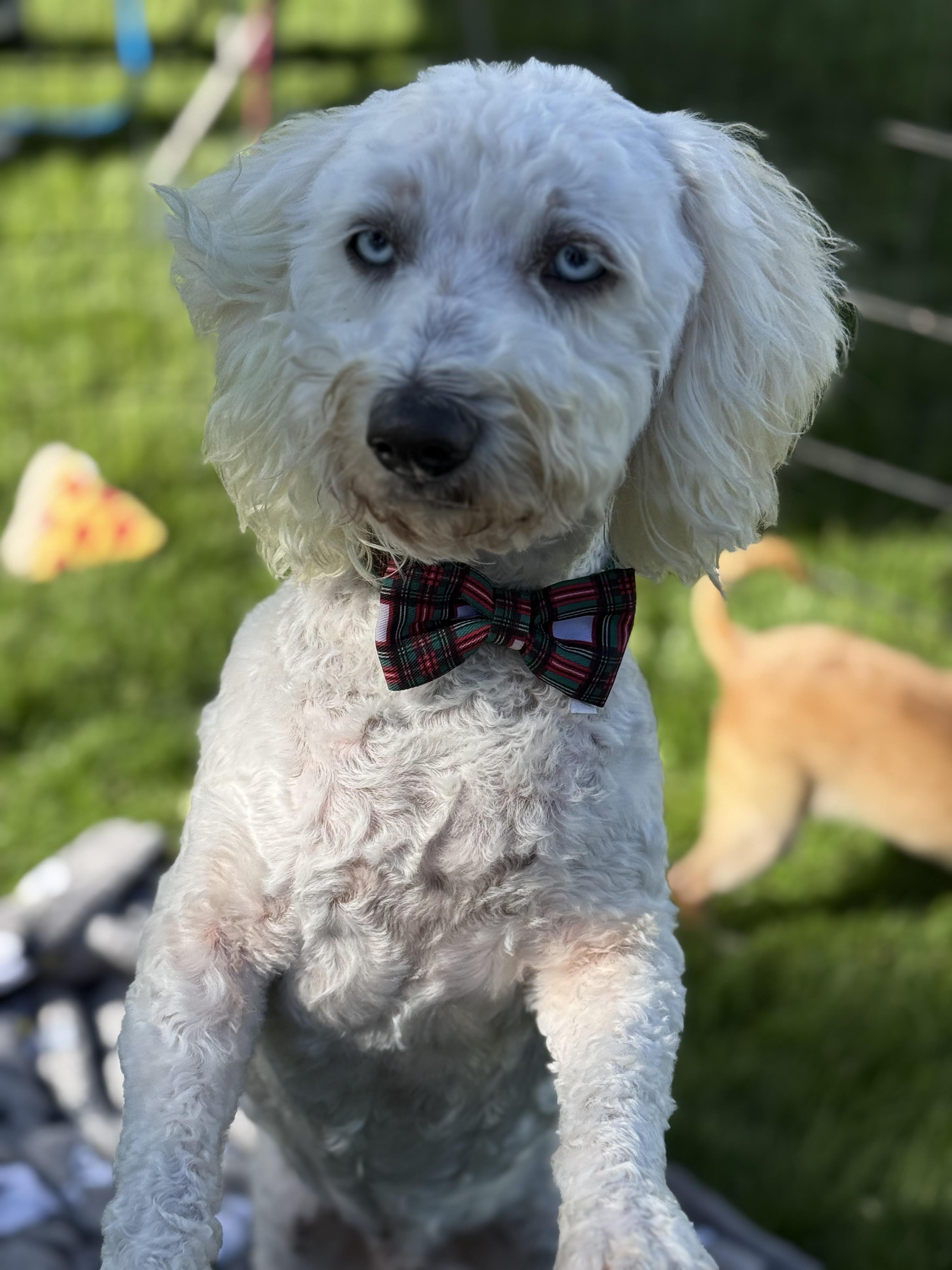 Marshmallow, an adoptable Cockapoo, Miniature Poodle in Phoenix, AZ, 85021 | Photo Image 3