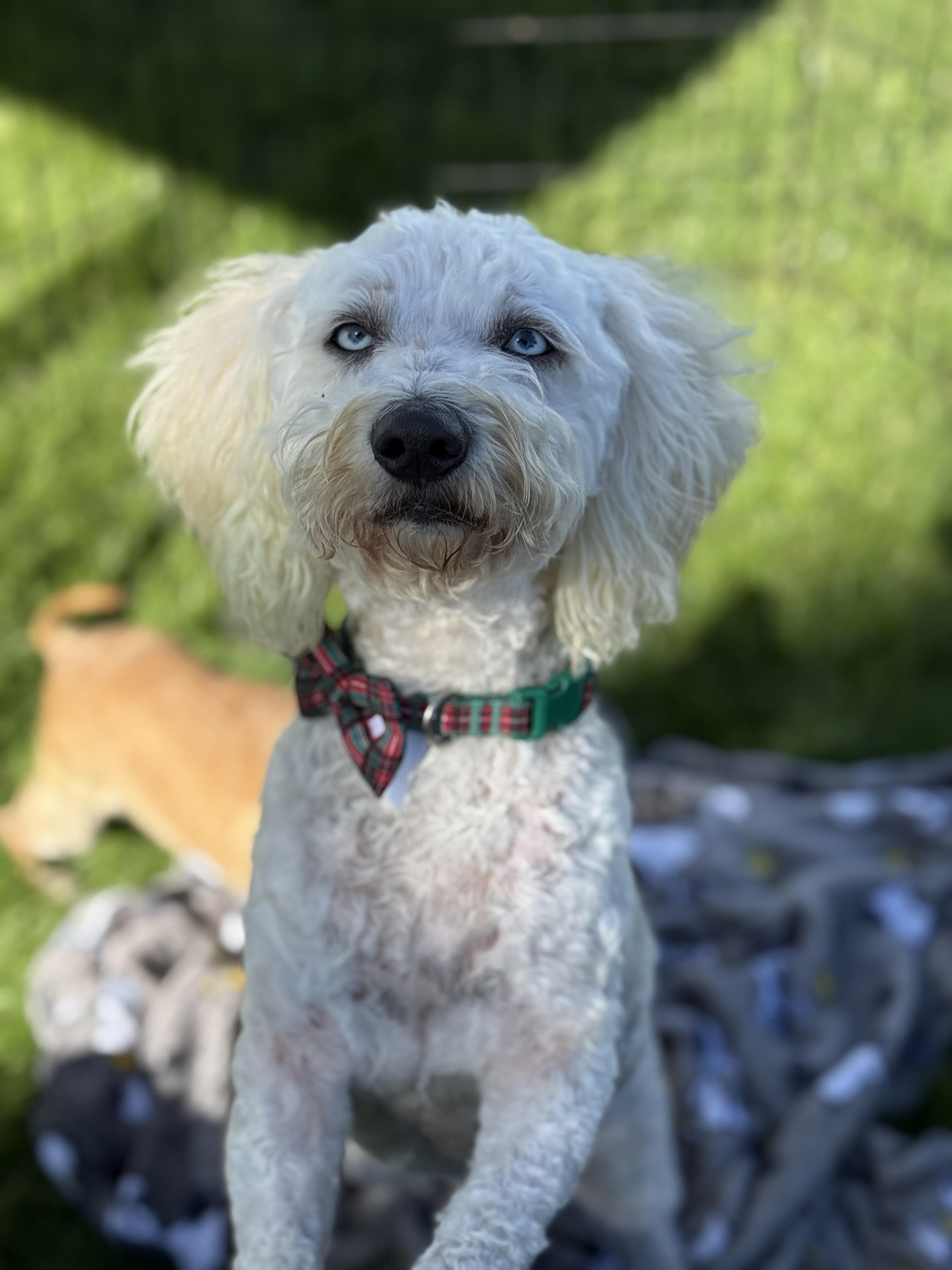 Marshmallow, an adoptable Cockapoo, Miniature Poodle in Phoenix, AZ, 85021 | Photo Image 4
