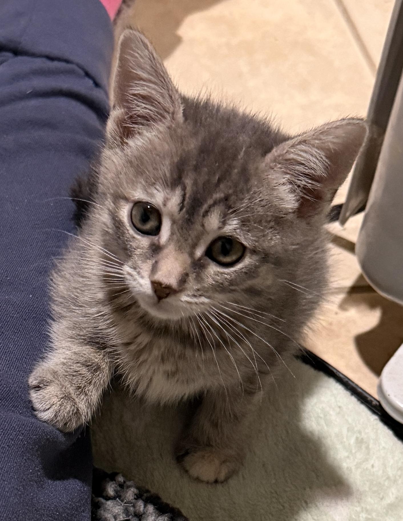 Enlarge Aurora, an adopted Domestic Short Hair in East Hanover, NJ image 2/2