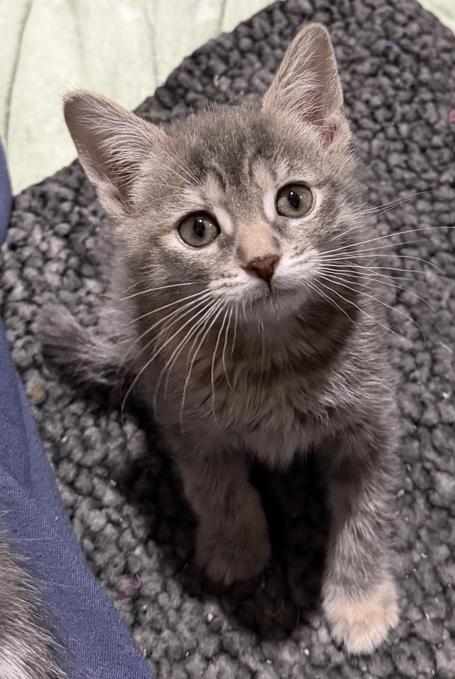 Enlarge Aurora, an adopted Domestic Short Hair in East Hanover, NJ image 1/2