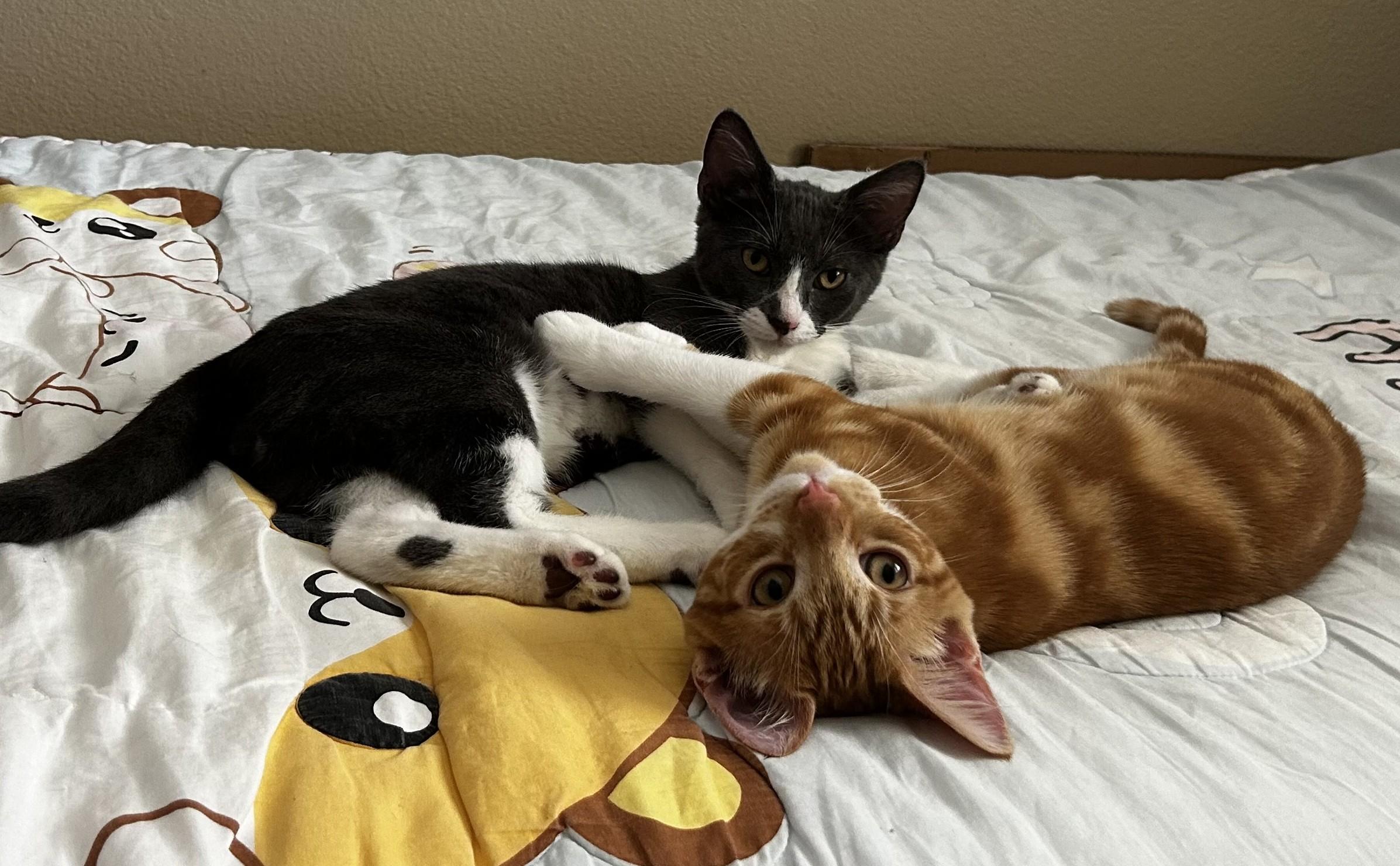 Ash and Sugar, ADOPTABLE, Kitten Male American Shorthair.